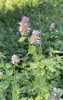 Nettle-leaf giant hyssop_Agastache urticifolia.jpg